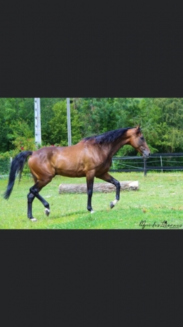 Prend-chevaux-au-pre-entrainement--pension-