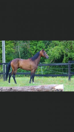 Chevaux-a-essaye-ou-reessayer-