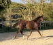 Male-K-par-mere-1ere-cat-par-Prodigious-1