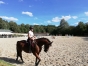 cheval-selle-francais-a-donner-0
