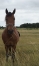 a-vendre-cheval-trotteur-0