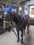 Entraineur-cherche-chevaux-pour-debourage-et-location-0