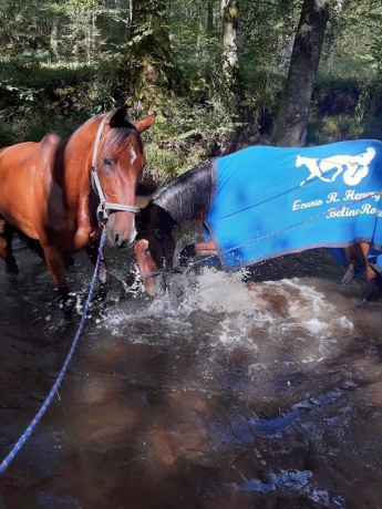 Recherche-cheval-amateur-1