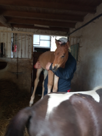 Urgent-Recherche-exploitation-equestre-herbagere-1
