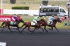 Urgent-Recherche-exploitation-equestre-herbagere-0