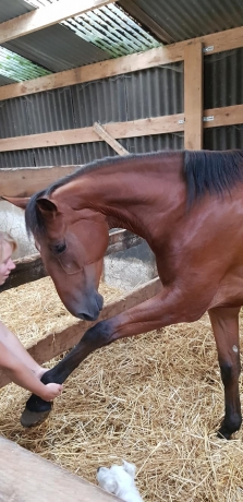 Massage-pour-chevaux