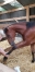 Massage-pour-chevaux-2