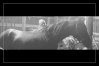 Massage-pour-chevaux-1