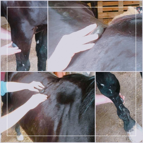 Massage-pour-chevaux-0