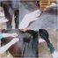Massage-pour-chevaux-0