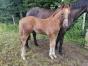 Foal-par-Gangster-du-Wallon-0