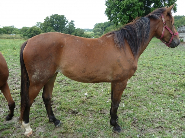 vend-femelle-2-ans-sorti-de-l---entrainement-2