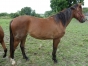 vend-femelle-2-ans-sorti-de-l---entrainement-2