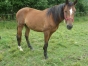 vend-femelle-2-ans-sorti-de-l---entrainement-1