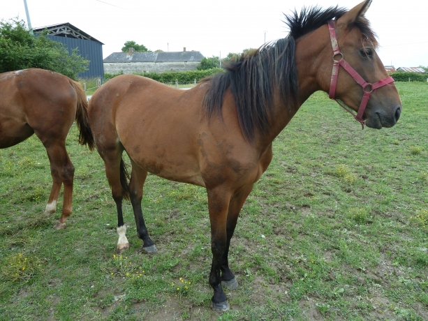 vend-femelle-2-ans-sorti-de-l---entrainement-0