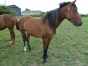 vend-femelle-2-ans-sorti-de-l---entrainement-0