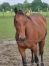 Poulain-qualifie-2