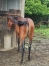 Poulain-qualifie-1