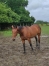 Poulain-qualifie-0