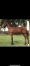 Vend-en-part-de-10--male-k-express-jet-1