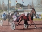 Vend-Galway-danica----21-800-gains-pour-app-lad-jockey-0