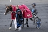 Part-de-HEAVEN---S-PRIDE-(Brillantissime-Love-You+Elitloppa)-sans-TVA-avec-2-saillies-2022-0