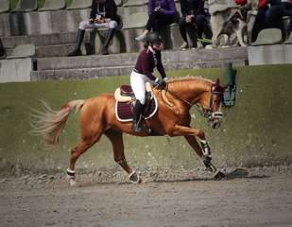 Cheval-de-sport-allemand-11-ans-1
