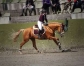 Cheval-de-sport-allemand-11-ans-1