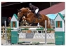 Cheval-de-sport-allemand-11-ans-0