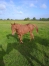 Vds-pouliche-K-par-Very-Nice-Marceaux-0