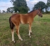 Pouliche-par-desir-castelets-0