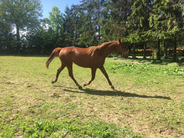 Alezane-J