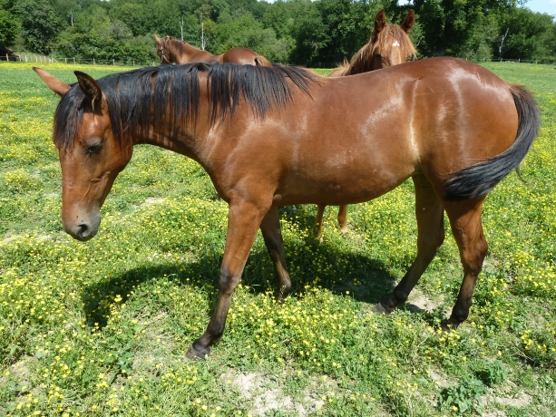 A-VENDRE-K-FILLE-D---OURAGAN-DE-CELLAND-2