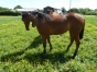 A-VENDRE-K-FILLE-D---OURAGAN-DE-CELLAND-1