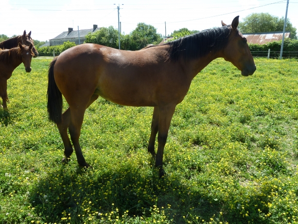 A-VENDRE-K-FILLE-D---OURAGAN-DE-CELLAND-0