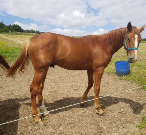 A-vendre-1-poulain-K