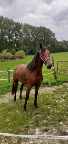 Vends-poulain-J