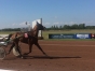 cheval-a-reessayer-HATZO-DEBESSE-1ere-qualif-1---17------7-0