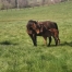 Poulinieres-saillies-reglees--foals-0