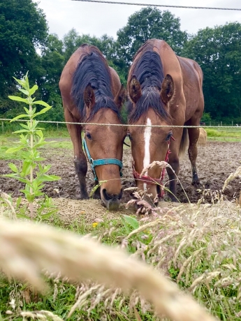 Recherche-K-a-vendre