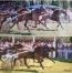 Loue-chevaux-a-courir-1