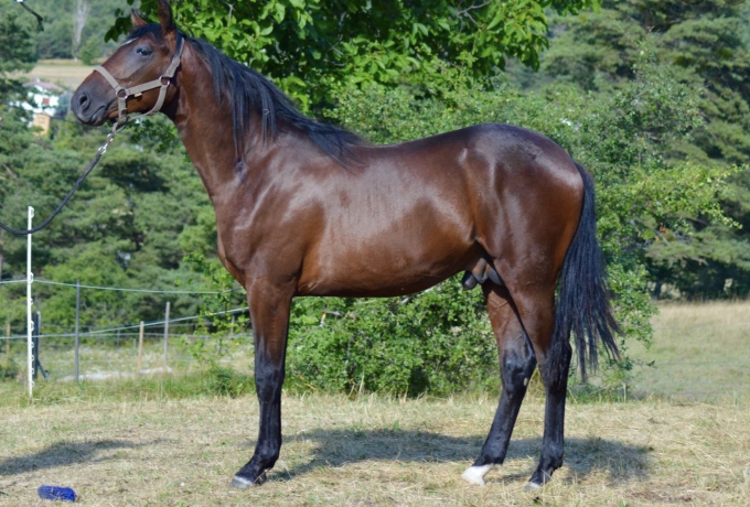 Vends-magnifique-yearling-par-Cash-And-Go-2