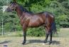 Vends-magnifique-yearling-par-Cash-And-Go-2