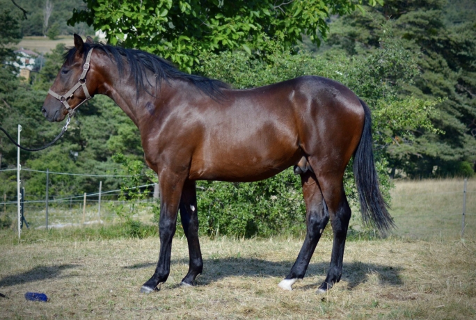Vends-magnifique-yearling-par-Cash-And-Go