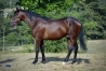 Vends-magnifique-yearling-par-Cash-And-Go-1