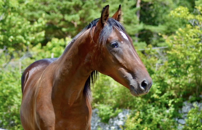 Vends-magnifique-yearling-par-Cash-And-Go-0