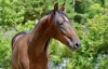 Vends-magnifique-yearling-par-Cash-And-Go-0