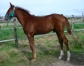 Male-L-par-VILLAGE-MYSTIC-2