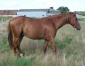 Male-J-NON-DEBOURRE-par-MAGNIFICENT-RODNEY-0