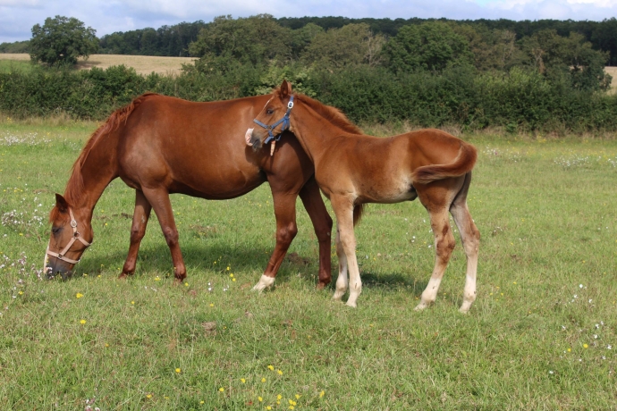 Bianca-de-Nappes-(Password)-et-son-foal-par-Roc-Meslois-0
